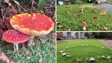 Amanita muscaria, or fly agaric mushrooms, and a fairy ring of mushrooms in the arts precinct. Pictures by Kate McIlwain, Sylvia Liber
